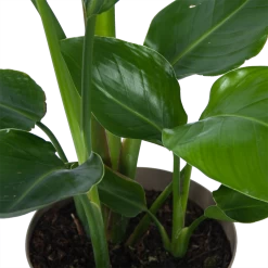 Strelitzia Nicolai - Paradijsvogelplant - P17 H60 - Kamerplant 8 Strelitzia Nicolai - Paradijsvogelplant - P17 H60 - Kamerplant -Tuin & Buiten Korting Winkel strelitzia nicolai paradijsvogelplant p17 h60 6