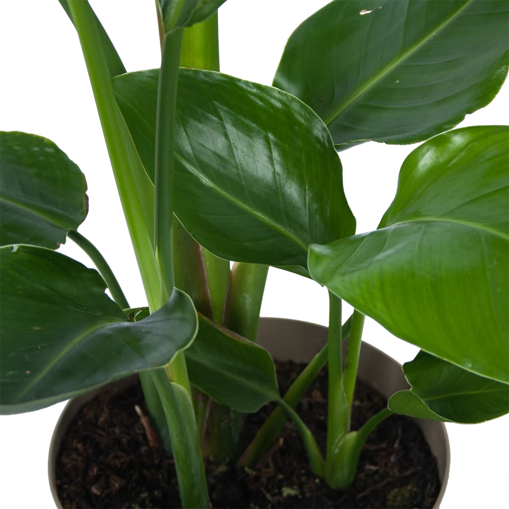 Strelitzia Nicolai - Paradijsvogelplant - P17 H60 - Kamerplant 5 Strelitzia Nicolai - Paradijsvogelplant - P17 H60 - Kamerplant - Afbeelding 3