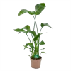 Strelitzia Nicolai - Paradijsvogelplant - P21 H120 - Kamerplant -Tuin & Buiten Korting Winkel strelitzia nicolai paradijsvogelplant p21 h120 kamerplant 1