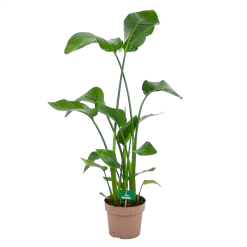 Strelitzia Nicolai - Paradijsvogelplant - P21 H120 - Kamerplant