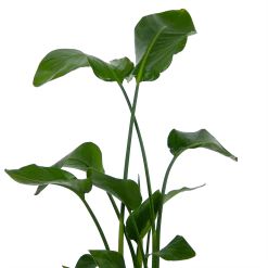 Strelitzia Nicolai - Paradijsvogelplant - P21 H120 - Kamerplant -Tuin & Buiten Korting Winkel strelitzia nicolai paradijsvogelplant p21 h120 kamerplant 3