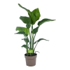 Strelitzia Nicolai - Paradijsvogelplant - P21 H90 - Kamerplant 1 Strelitzia Nicolai - Paradijsvogelplant - P21 H90 - Kamerplant -Tuin & Buiten Korting Winkel strelitzia nicolai paradijsvogelplant p21 h90 1