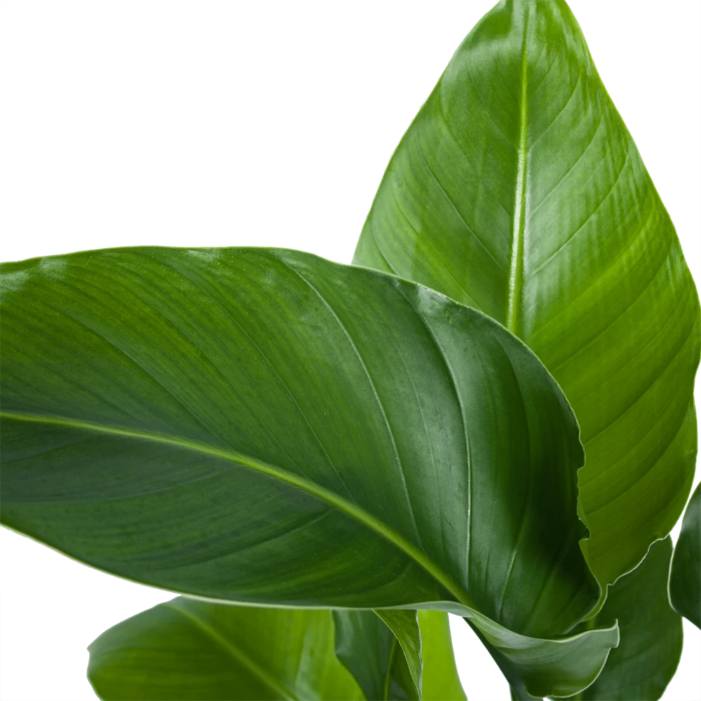 Strelitzia Nicolai - Paradijsvogelplant - P21 H90 - Kamerplant 4 Strelitzia Nicolai - Paradijsvogelplant - P21 H90 - Kamerplant - Afbeelding 2