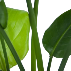 Strelitzia Nicolai - Paradijsvogelplant - P21 H90 - Kamerplant 8 Strelitzia Nicolai - Paradijsvogelplant - P21 H90 - Kamerplant -Tuin & Buiten Korting Winkel strelitzia nicolai paradijsvogelplant p21 h90 6