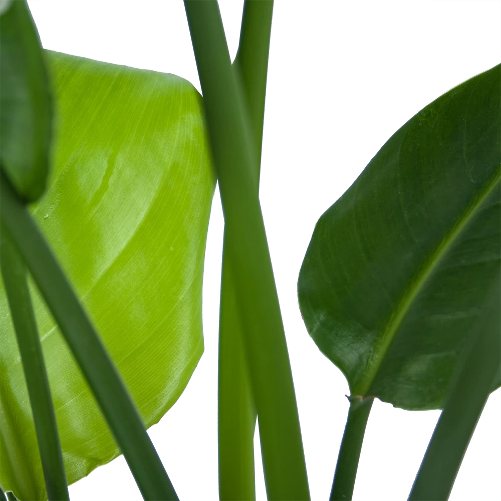 Strelitzia Nicolai - Paradijsvogelplant - P21 H90 - Kamerplant 5 Strelitzia Nicolai - Paradijsvogelplant - P21 H90 - Kamerplant - Afbeelding 3
