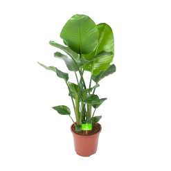 Strelitzia Nicolai - Paradijsvogelplant - P27 H110 - Kamerplant