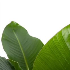 Strelitzia Nicolai - Paradijsvogelplant - P27 H110 - Kamerplant -Tuin & Buiten Korting Winkel strelitzia nicolai paradijsvogelplant p27 h110 6 2