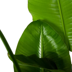 Strelitzia Nicolai - Paradijsvogelplant - P35 H130 - Kamerplant -Tuin & Buiten Korting Winkel strelitzia nicolai paradijsvogelplant p35 h130 6