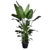 Strelitzia Nicolai - Paradijsvogelplant - P35 H200 - Kamerplant -Tuin & Buiten Korting Winkel strelitzia nicolai paradijsvogelplant p35 h200 1
