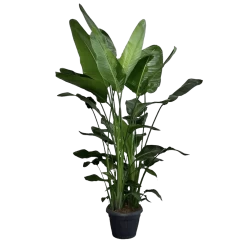 Strelitzia Nicolai - Paradijsvogelplant - P35 H200 - Kamerplant