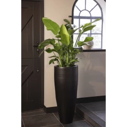 Strelitzia Nicolai - Paradijsvogelplant - P35 H200 - Kamerplant -Tuin & Buiten Korting Winkel strelitzia nicolai paradijsvogelplant p35 h200 5