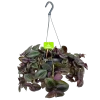 Tradescantia Little Hill - Vaderplant - In Hangpot - P17 H40 - Kamerplant 2 Tradescantia Little Hill - Vaderplant - In Hangpot - P17 H40 - Kamerplant -Tuin & Buiten Korting Winkel tradescantia puple heart vaderplant p17 h40 4
