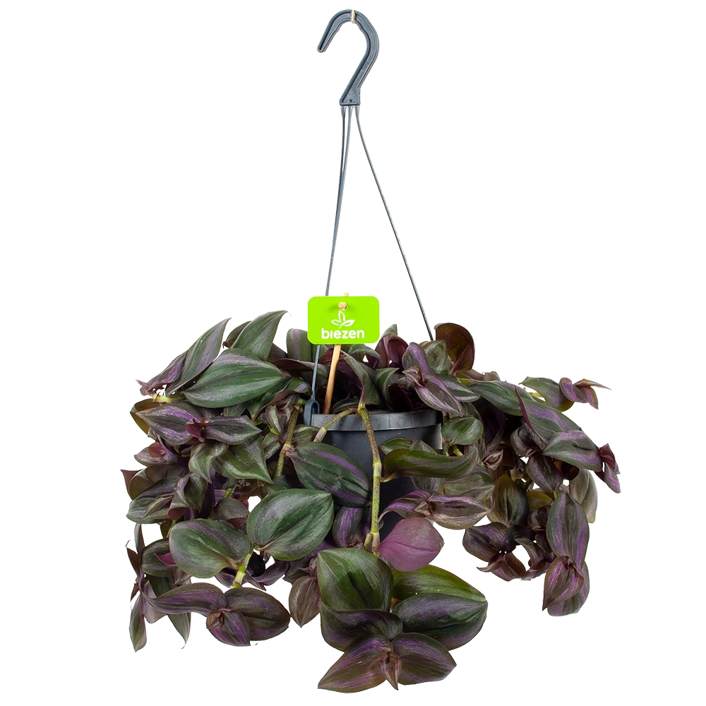 Tradescantia Little Hill - Vaderplant - In Hangpot - P17 H40 - Kamerplant 3 Tradescantia Little Hill - Vaderplant - In Hangpot - P17 H40 - Kamerplant