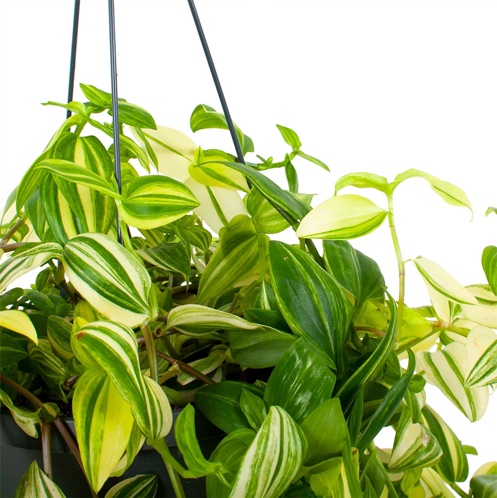 Tradescantia Yellow Hill - Vaderplant - In Hangpot - P17 H40 - Kamerplant 4 Tradescantia Yellow Hill - Vaderplant - In Hangpot - P17 H40 - Kamerplant - Afbeelding 2