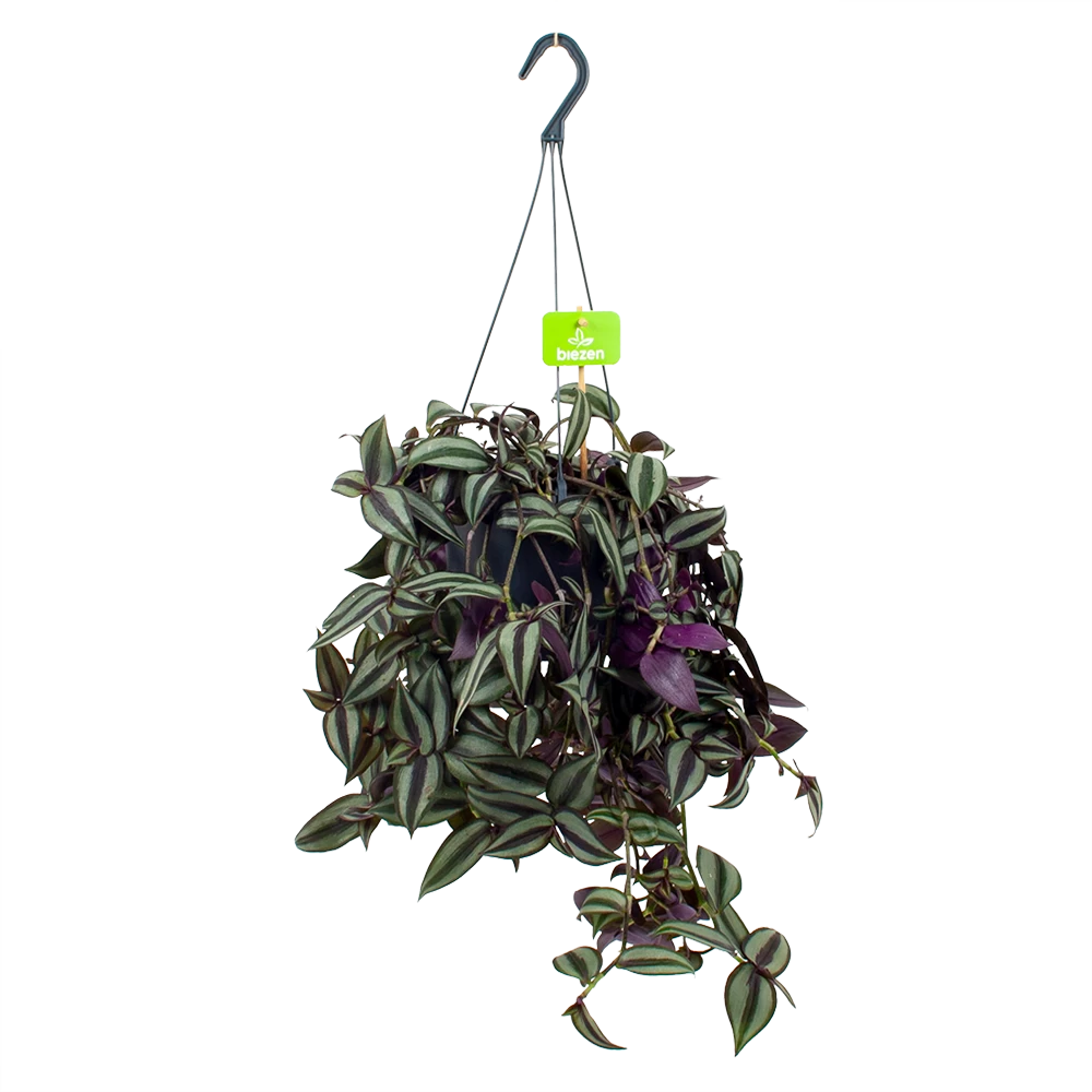 Tradescantia Zebrina - Vaderplant - In Hangpot - P17 H40 - Kamerplant 3 Tradescantia Zebrina - Vaderplant - In Hangpot - P17 H40 - Kamerplant