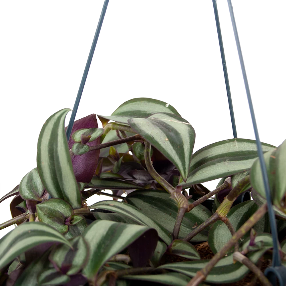 Tradescantia Zebrina - Vaderplant - In Hangpot - P17 H40 - Kamerplant 4 Tradescantia Zebrina - Vaderplant - In Hangpot - P17 H40 - Kamerplant - Afbeelding 2
