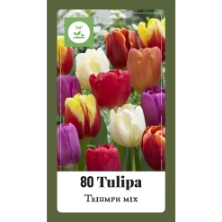 Tulipa Triumph Mix - 80st - Bloembollen - JUB Holland