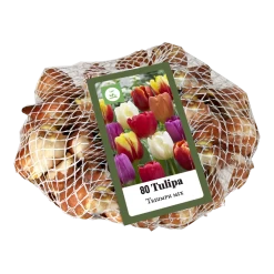 Voorkant -Tuin & Buiten Korting Winkel tulipa triumph mix 80st bloembollen jub holland 2 1