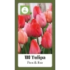Tulipa Triumph Roze & Rood - 100st - Bloembollen - JUB Holland -Tuin & Buiten Korting Winkel tulipa triumph roze rood 100st bloembollen jub holland 1 1