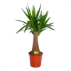 Yucca Inca Tree - Palmlelie - P24 H85 - Kamerplant -Tuin & Buiten Korting Winkel yucca inca tree palmlelie p24 h85 1