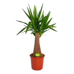 Yucca Inca Tree - Palmlelie - P24 H85 - Kamerplant