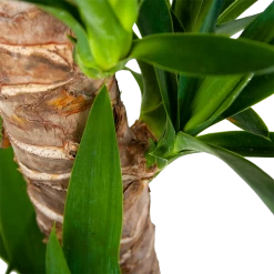 Yucca - Palmlelie - P19 H90 - Kamerplant -Tuin & Buiten Korting Winkel yucca palmlelie p19 h90 6