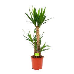 Yucca - Palmlelie - P21 H100 - Kamerplant
