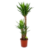 Yucca - Palmlelie - P24 H120 - Kamerplant -Tuin & Buiten Korting Winkel yucca palmlelie p24 h120 4