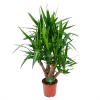 Yucca - Vertakt - Palmlelie - P24 H100 - Kamerplant -Tuin & Buiten Korting Winkel yucca vertakt palmlelie p24 h100 1 1