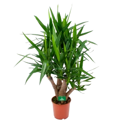Yucca - Vertakt - Palmlelie - P24 H100 - Kamerplant