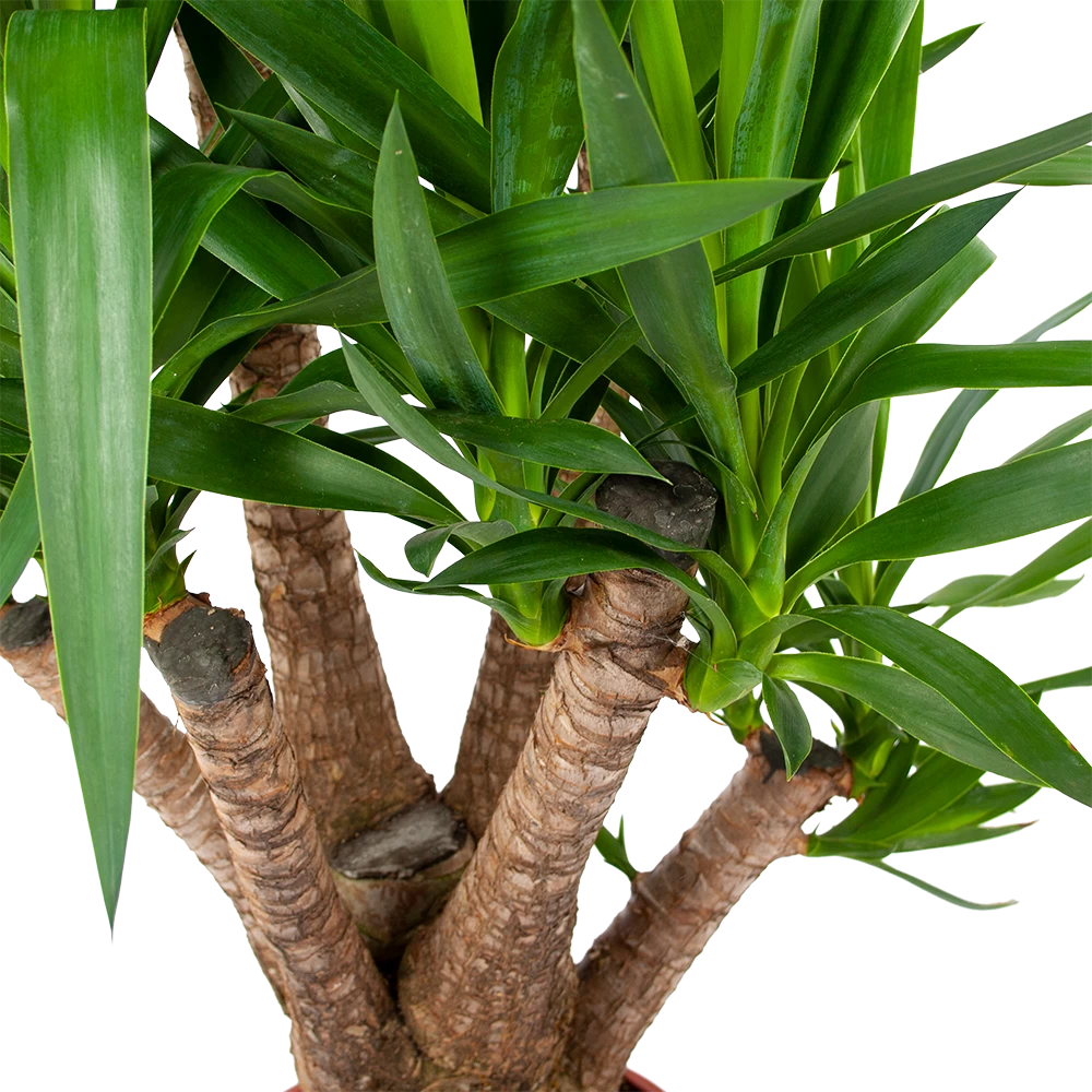 Yucca - Vertakt - Palmlelie - P24 H100 - Kamerplant 4 Yucca - Vertakt - Palmlelie - P24 H100 - Kamerplant - Afbeelding 2