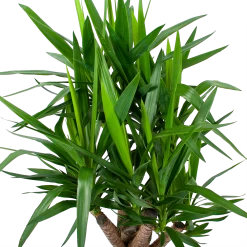 Yucca - Vertakt - Palmlelie - P24 H100 - Kamerplant 8 Yucca - Vertakt - Palmlelie - P24 H100 - Kamerplant -Tuin & Buiten Korting Winkel yucca vertakt palmlelie p24 h100 6 1