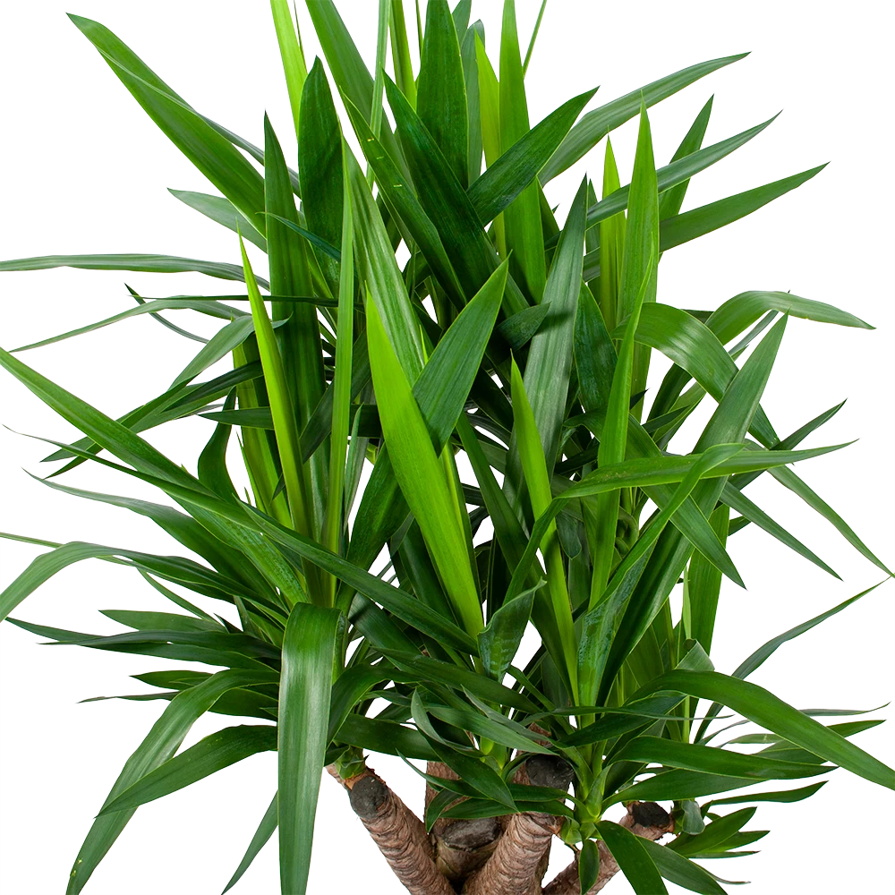 Yucca - Vertakt - Palmlelie - P24 H100 - Kamerplant 5 Yucca - Vertakt - Palmlelie - P24 H100 - Kamerplant - Afbeelding 3