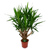 Yucca - Vertakt - Palmlelie - P27 H110 - Kamerplant -Tuin & Buiten Korting Winkel yucca vertakt palmlelie p27 h110 1 1