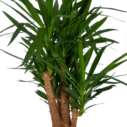 Yucca - Vertakt - Palmlelie - P34 H140 - Kamerplant -Tuin & Buiten Korting Winkel yucca vertakt palmlelie p34 h140 kamerplant 4