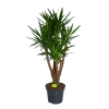 Yucca - Vertakt - Palmlelie - P35 H150 - Kamerplant -Tuin & Buiten Korting Winkel yucca vertakt palmlelie p35 h150 1