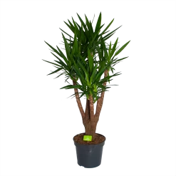 Yucca - Vertakt - Palmlelie - P35 H150 - Kamerplant