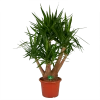 Yucca - Vertakt - Palmlelie - P45 H170 - Kamerplant 1 Yucca - Vertakt - Palmlelie - P45 H170 - Kamerplant -Tuin & Buiten Korting Winkel yucca vertakt palmlelie p45 h170 kamerplant 1