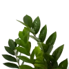 Zamioculcas Zamiifolia - Emerald Palm - P17 H60 - Kamerplant 2 Zamioculcas Zamiifolia - Emerald Palm - P17 H60 - Kamerplant -Tuin & Buiten Korting Winkel zamioculcas zamiifolia emerald palm p17 h60 5 1