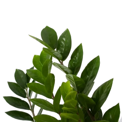 Zamioculcas Zamiifolia - Emerald Palm - P17 H60 - Kamerplant