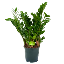 Zamioculcas Zamiifolia - Emerald Palm - P19 H70 - Kamerplant