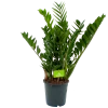 Zamioculcas Zamiifolia - Emerald Palm - P21 H80 - Kamerplant -Tuin & Buiten Korting Winkel zamioculcas zamiifolia emerald palm p21 h80 4
