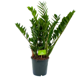 Zamioculcas Zamiifolia - Emerald Palm - P21 H80 - Kamerplant