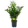 Zamioculcas Zamiifolia - Emerald Palm - P24 H90 - Kamerplant -Tuin & Buiten Korting Winkel zamioculcas zamiifolia emerald palm p24 h90 4