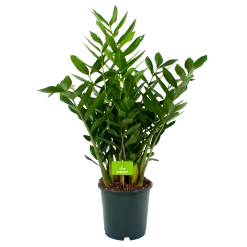 Zamioculcas Zamiifolia - Emerald Palm - P24 H90 - Kamerplant