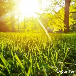 Gazonmest All-In-One (20Kg - Voor 400m2) Voor Een Diepgroen Sterk Gazon Zonder Mos En Onkruid - Complete Meststof Met Kalk En Grasversterker - Organifer -Tuin & Buiten Korting Winkel 1200x1200 18