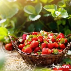 Lavagruis Uit Eifel Oergesteente (20Kg Voor 200m2) Grof Lavameel 0-2mm - Organifer -Tuin & Buiten Korting Winkel 1200x1200 21