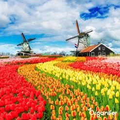 Lavagruis Uit Eifel Oergesteente (20Kg Voor 200m2) Grof Lavameel 0-2mm - Organifer -Tuin & Buiten Korting Winkel 1200x1200 22