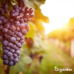 Lavagruis Uit Eifel Oergesteente (20Kg Voor 200m2) Grof Lavameel 0-2mm - Organifer -Tuin & Buiten Korting Winkel 1200x1200 23