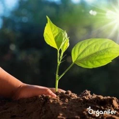 Lavagruis Uit Eifel Oergesteente (20Kg Voor 200m2) Grof Lavameel 0-2mm - Organifer -Tuin & Buiten Korting Winkel 1200x1200 29